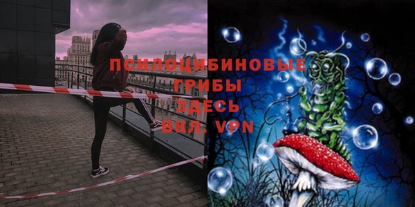 прущие грибы Аркадак